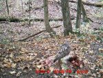hawk gut pile.JPG