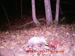 opposum gut pile.JPG