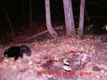 skunk 2 gut pile.JPG