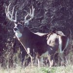 Big Buck.jpg