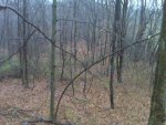 Dead Deer Down.jpg