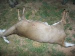 haylee deer 4.JPG