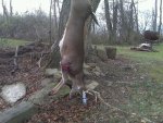 Mike M buck 2012.jpg