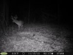 deer2.jpg