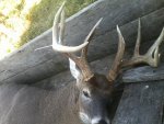 nov 10th buck.jpg