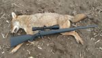 Coyote 2 - 243.jpg