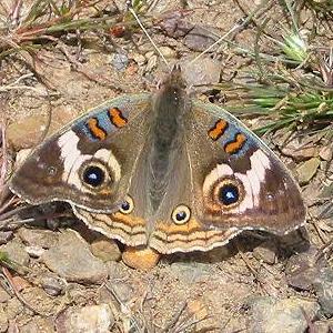 Commonbuckeye.JPG