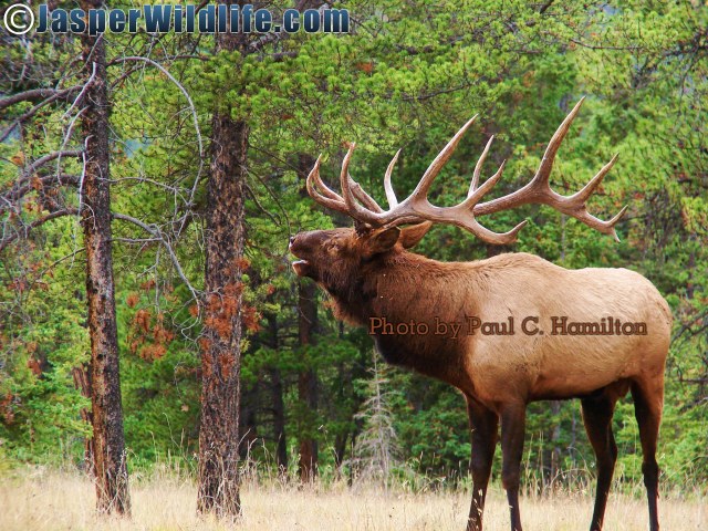 Jasper-Wildlife-Bull-Elk-Bugling-092707-067.jpg