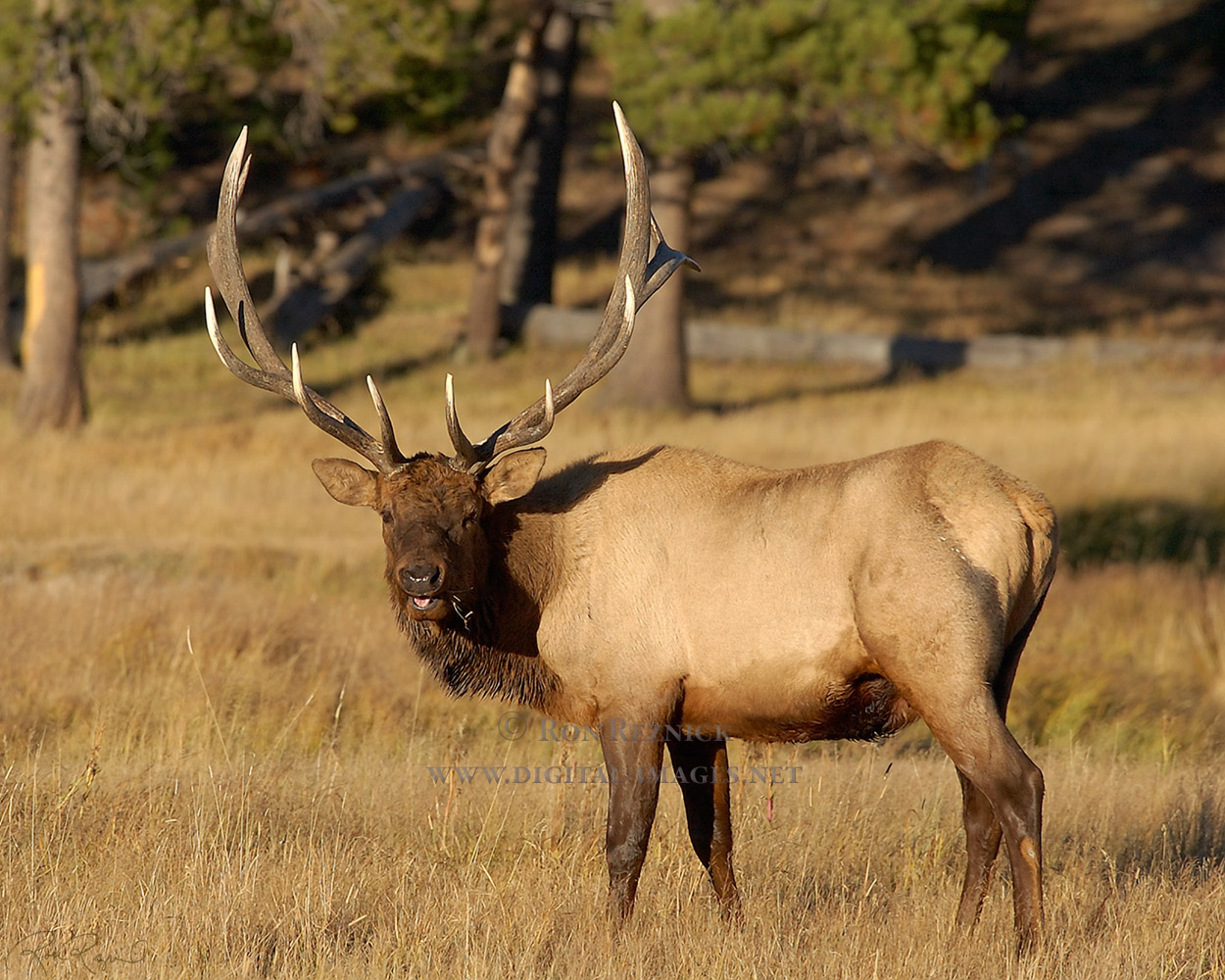 HappyElk_0691.jpg