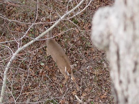 whitetail_deer_under_stand.jpg