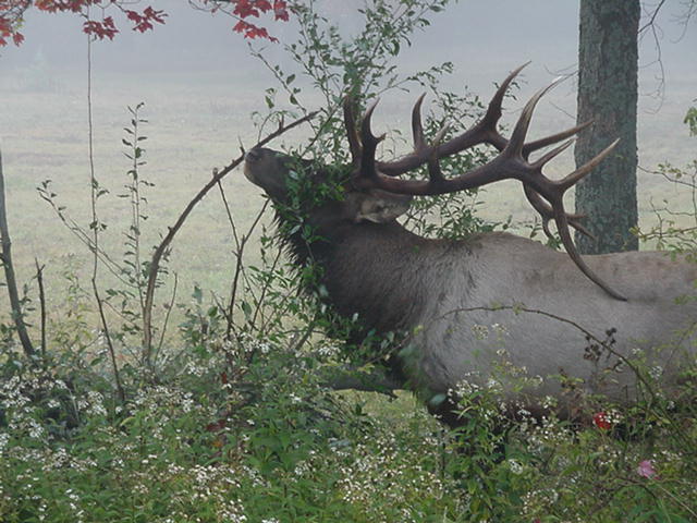 elk_browsing.jpg