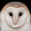 www.barnowltrust.org.uk