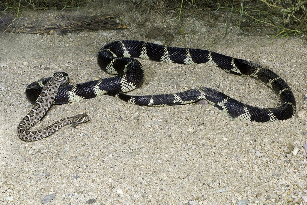 A-Kingsnake-Eating-a-Rattlesnake.jpg