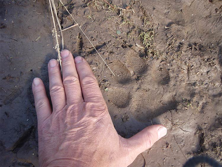 wolf-track.jpg