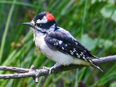 downy-woodpecker.jpg