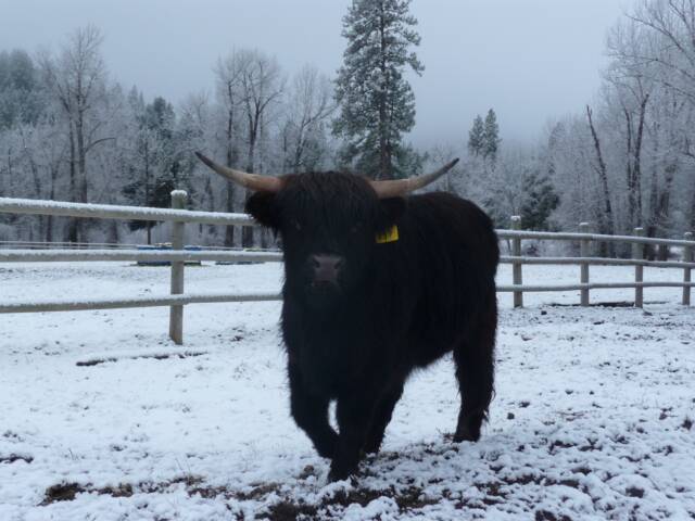 Kate_s_Cows013.jpg