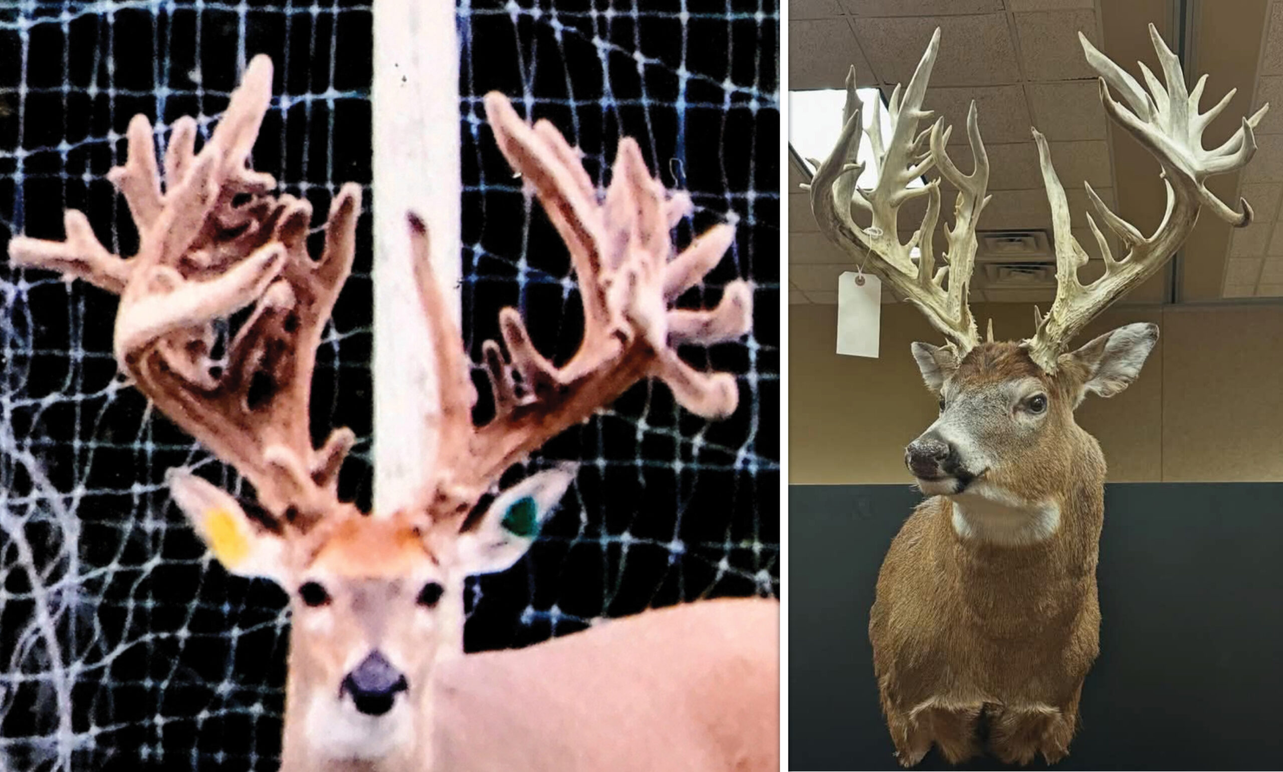www.deeranddeerhunting.com