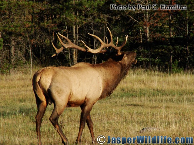 Jasper-Wildlife-17294-Large-Bull-Elk-Bugles-Near-Females.jpg