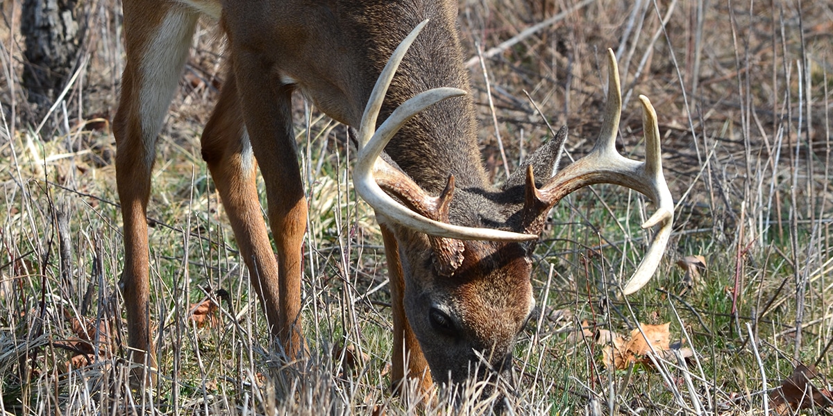 deerassociation.com