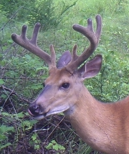 www.deeranddeerhunting.com