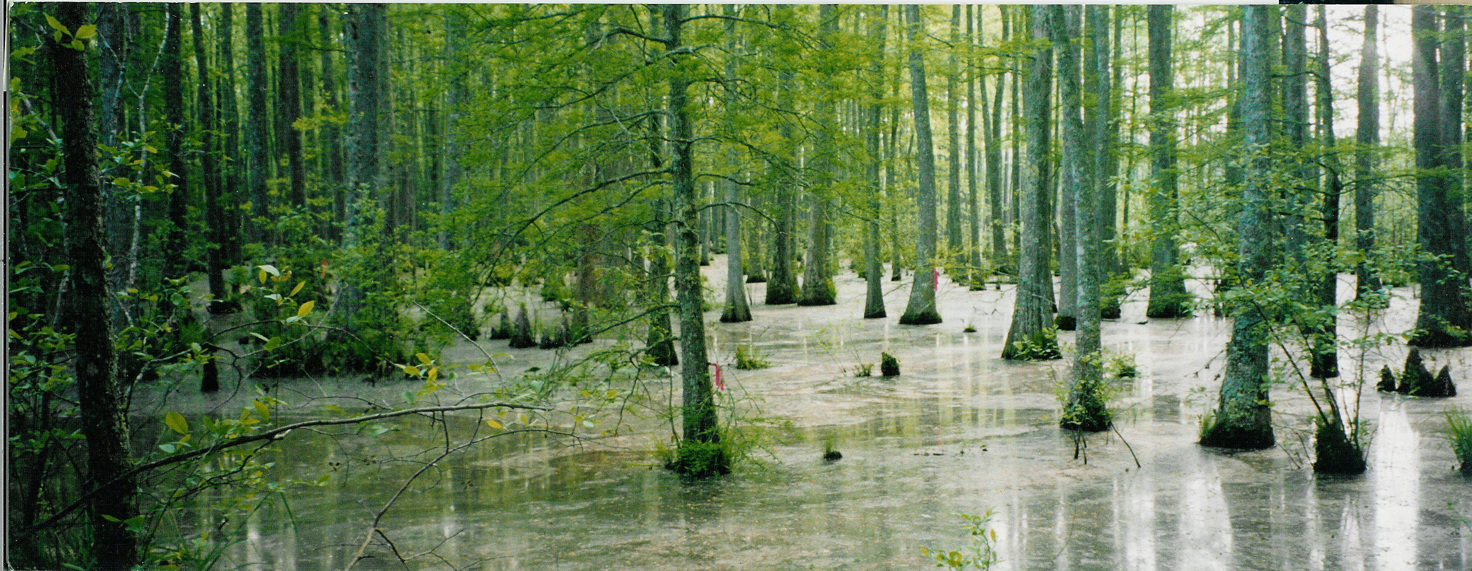 Wolf-River-swamp-North-Mississippi.jpg