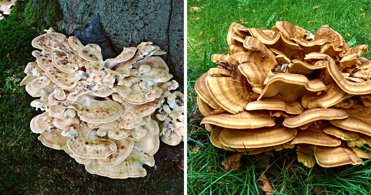 www.mushroom-appreciation.com
