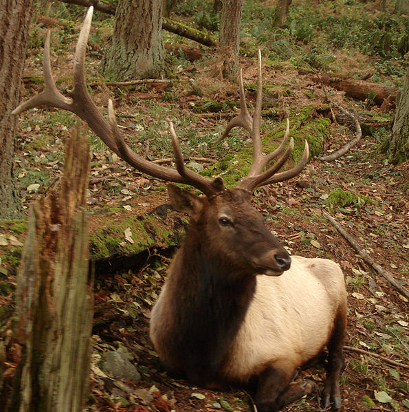 roosevelt-elk-at-northwest-trek2.jpg