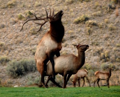 elk-rut.jpg