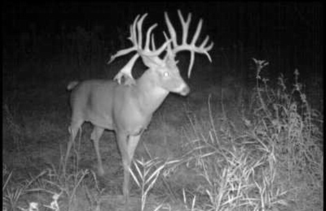 huge-buck.jpg