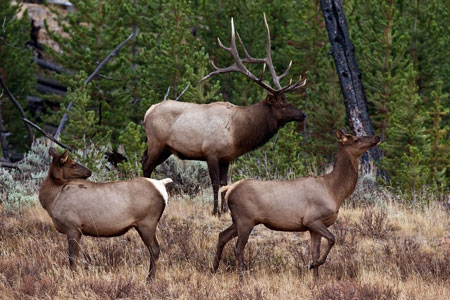 elk_3313np.jpg