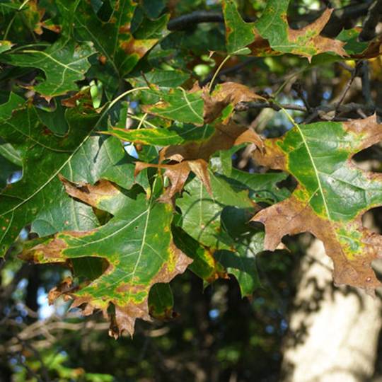 www.elitetreecare.com