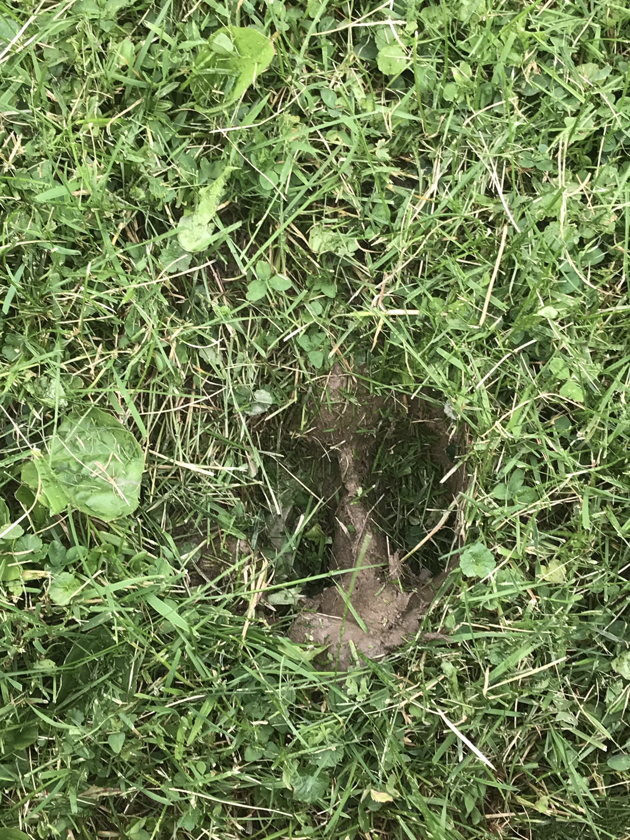 holes in my yard