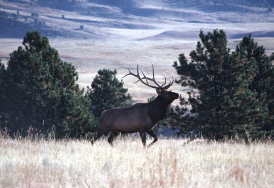 sf268_Bull_Elk.jpg