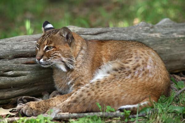 bobcat-james-jones.jpg
