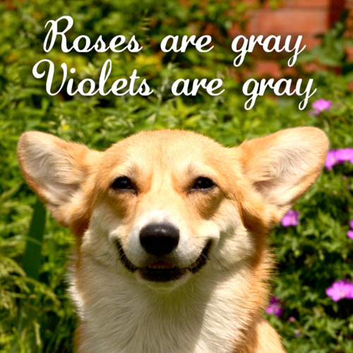 roses-are-gray-violets-are-gray-corgie.jpg