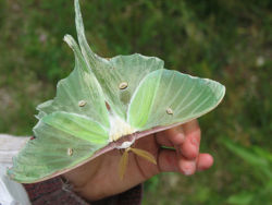 250px-Large_Luna_Moth.jpg