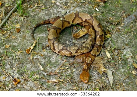 stock-photo-a-southern-copperhead-snake-in-the-open-53364202.jpg