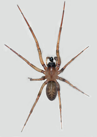 bugguide.net