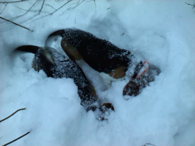 %257EBeaglesSnowJan132011.jpg