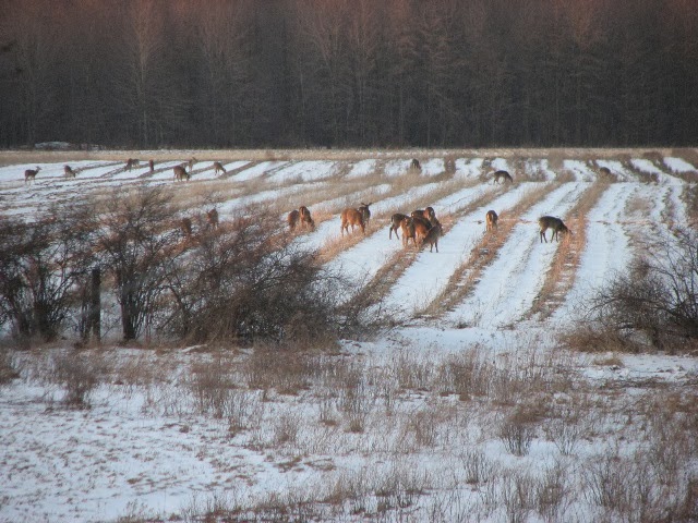 %257Edeerherd_small.jpg