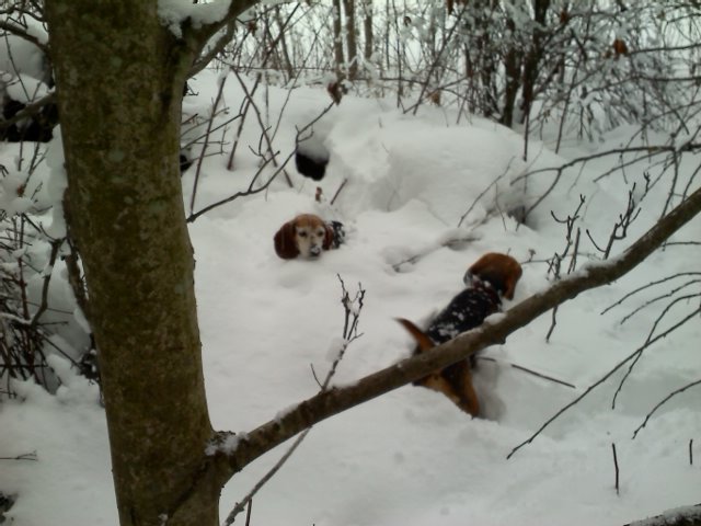 %257EJan292011BeaglesInSnow.jpg